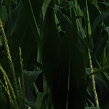 とうもろこし畑の写真